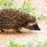 African hedgehog