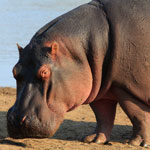 hippo