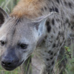 spotted hyena