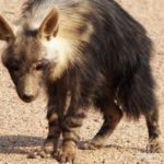 brown hyena