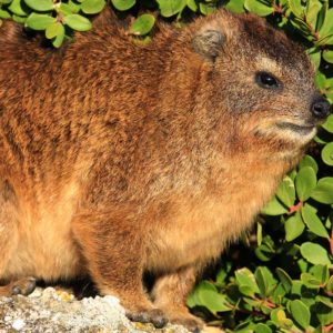 rock hyrax