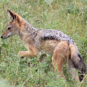 black-backed jackal