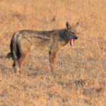 side-stripped jackal