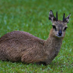 klipspringer