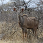 kudu