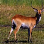 red lechwe