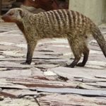 banded mongoose