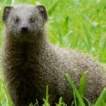 cape grey mongoose