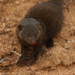 dwarf mongoose