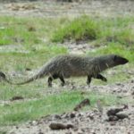 large grey mongoose