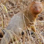 slender mongoose
