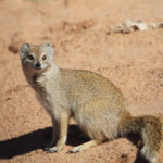 yellow-mongoose