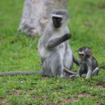 vervet monkey