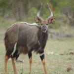 nyala