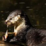 cape clawless otter