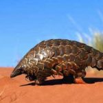 pangolin