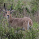 common reedbuck