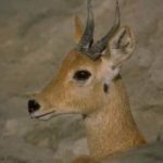 mountain reedbuck