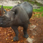 black rhino