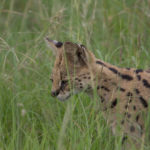 serval