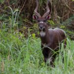 sitatunga