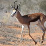 springbok