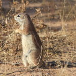 ground squirrel