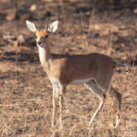 steenbok