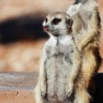 suricate