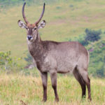 waterbuck