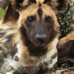 African wild dog