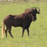 black wildebeest