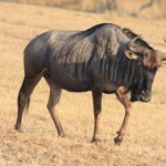 blue wildebeest