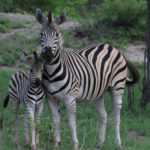 Burchells zebra