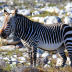 Cape mountain zebra